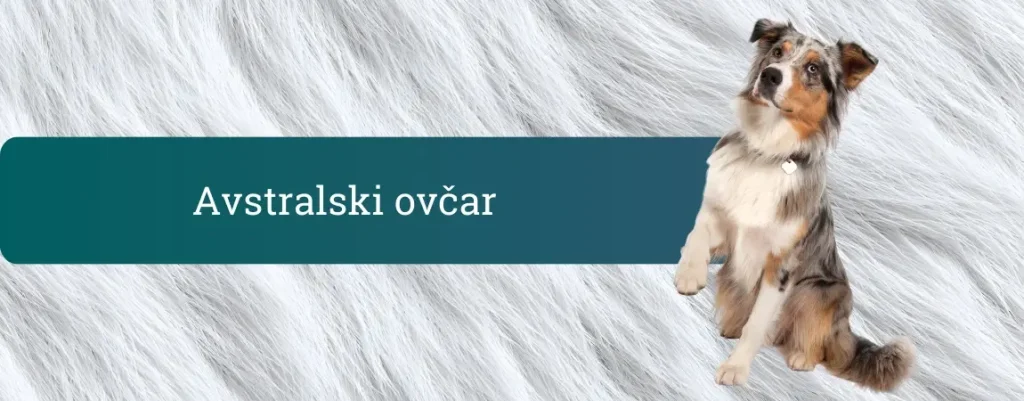 Avstralski ovčar blue merle sedi pred ozadjem bele dlake in pozorno gleda v kamero