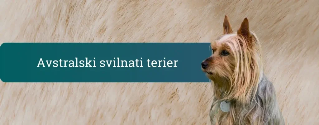 Avstralski svilnati terier ob strani zelenega pasu z napisom »Avstralski svilnati terier« na bež ozadju pasje dlake.