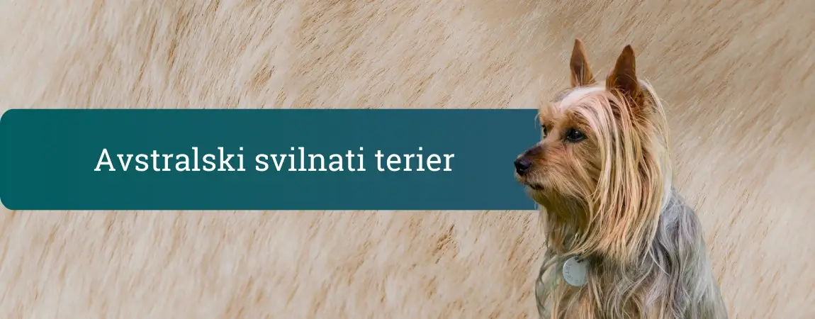 Avstralski svilnati terier ob strani zelenega pasu z napisom »Avstralski svilnati terier« na bež ozadju pasje dlake.