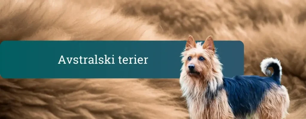 Avstralski terier z žimasto modro-rjavo dlako stoji na bež ozadju in pozorno gleda v objektiv.