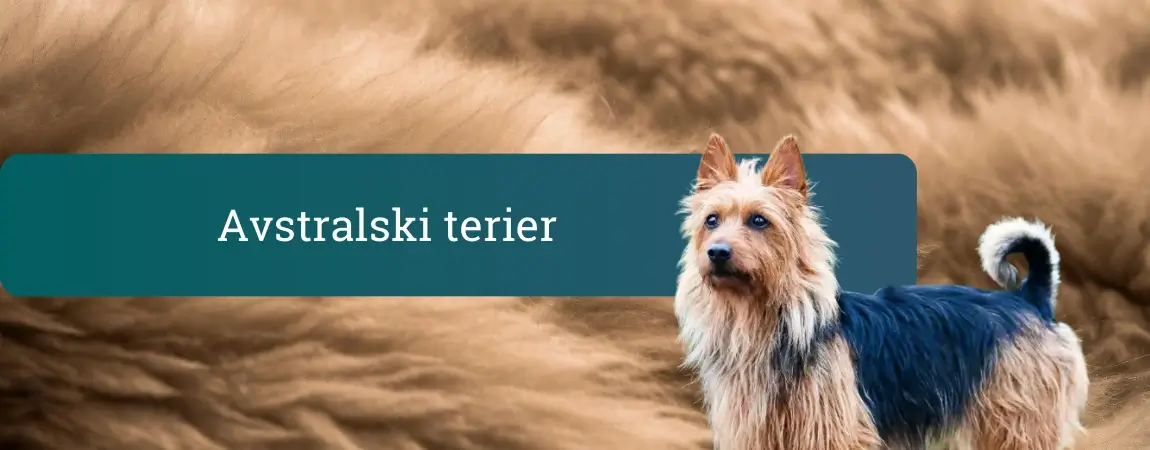 Avstralski terier z žimasto modro-rjavo dlako stoji na bež ozadju in pozorno gleda v objektiv.