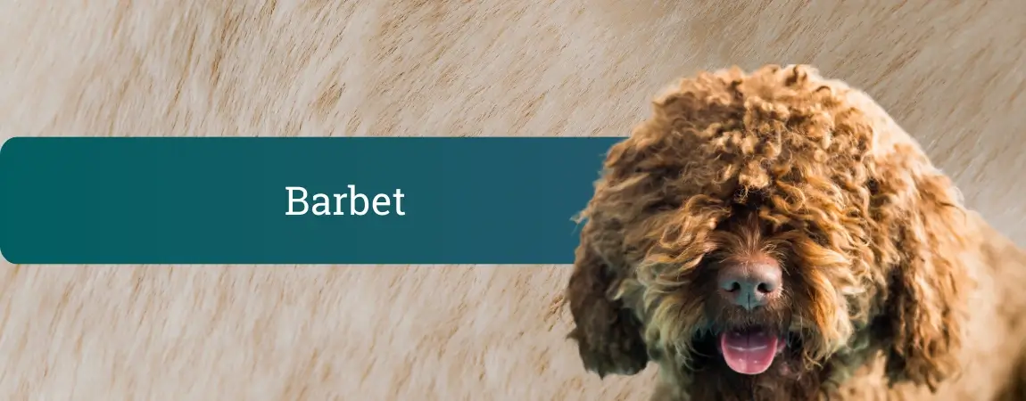 Barbet, francoski vodni pes z gosto rjavo kodrasto dlako, pred svetlim ozadjem gleda v kamero z rahlo odprtim gobcem.