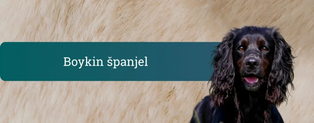 Boykin španjel – srednje velik rjav španjel z valovito dlako in dolgimi ušesi, pozoren pogled