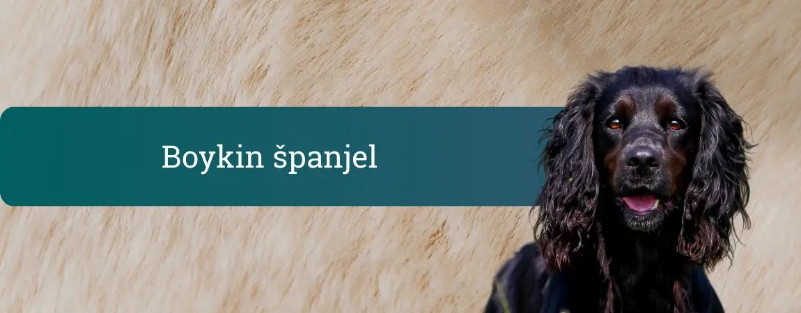 Boykin španjel – srednje velik rjav španjel z valovito dlako in dolgimi ušesi, pozoren pogled