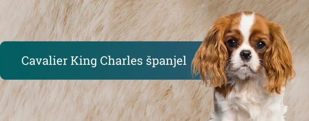 Cavalier King Charles španjel z dolgimi, valovitimi ušesi sedi pred svetlim ozadjem in gleda v kamero, ilustracija vodnika o pasmi.