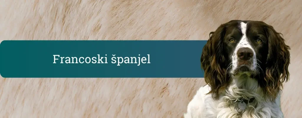 Francoski španjel z dolgo rjavo-belo dlako pred nevtralnim ozadjem – naslovna slika vodnika o pasmi francoski španjel.