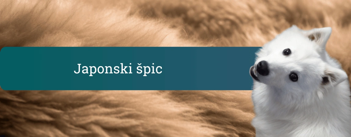 Bel japonski špic z naklonjeno glavo na mehkem rjavem ozadju, pozoren in nasmejan družinski pes.