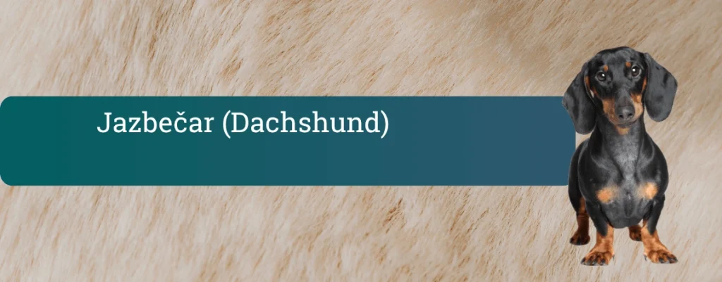 Naslovna slika bloga o jazbečarju, črno-rjav kratkodlaki jazbečar stoji ob turkiznem pasu z napisom »Jazbečar (Dachshund)« na svetlem ozadju pasje dlake.