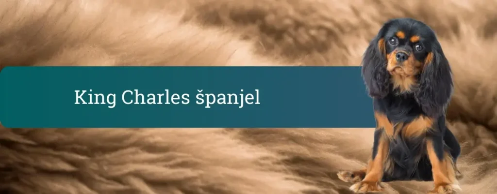 King Charles španjel, črno-rjav pritlikavi španjel, ki sedi na mehki rjavi dlaki, ob zelenem pasu z napisom »King Charles španjel«.
