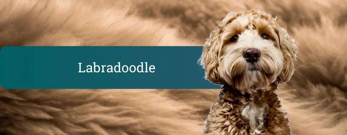 Odrasel rjavobeli labradoodle z valovito dlako sedi pred mehko rjavkasto podlago in zvedavo gleda v kamero.