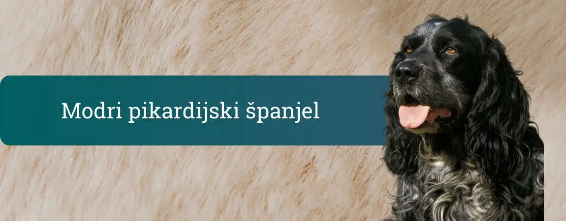 Modri pikardijski španjel z modrikasto lisasto dlako gleda v desno pred bež kosmatim ozadjem in pasico z napisom »Modri pikardijski španjel«.