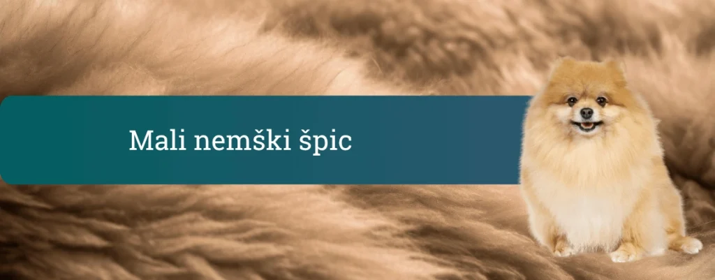 Mali nemški špic z zlato puhasto dlako, ki sedi pred mehkim rjavkastim ozadjem in se nasmejano ozira v kamero.