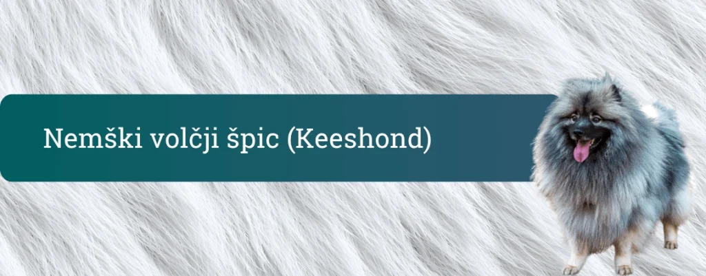Banner za pasmo nemški volčji špic (Keeshond) z napisom na zeleni podlagi, sivim košatim ozadjem in nasmejanim keeshondom na desni strani.