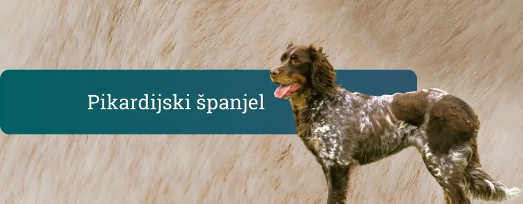 Pikardijski španjel, srednje velik francoski ptičar rjavo-sive roan barve, stoji pred svetlim kožuhastim ozadjem z iztegnjenim jezikom.