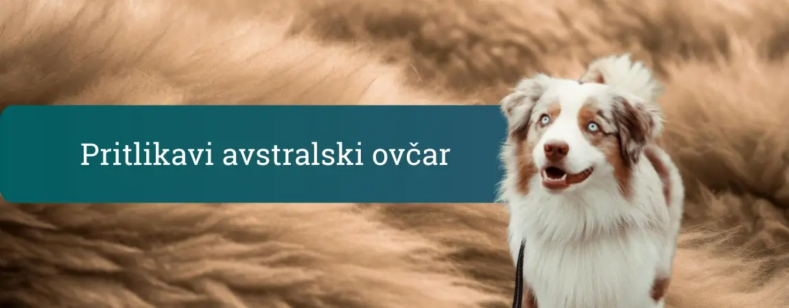 Pritlikavi avstralski ovčar z modrimi očmi stoji pred mehkim rjavim ozadjem in zbrano gleda v lastnika.