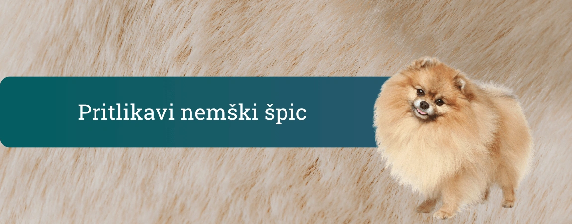 Pomeranian, oranžen pritlikavi nemški špic z zelo puhasto dlako, stoji na bež ozadju in se nasmejano obrača proti kameri.