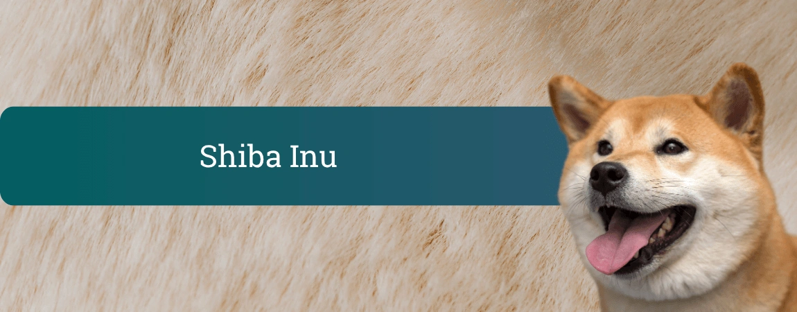 Nasmejana Shiba Inu z rdeče belo dlako na bež ozadju, pogled v kamero in iztegnjen jezik