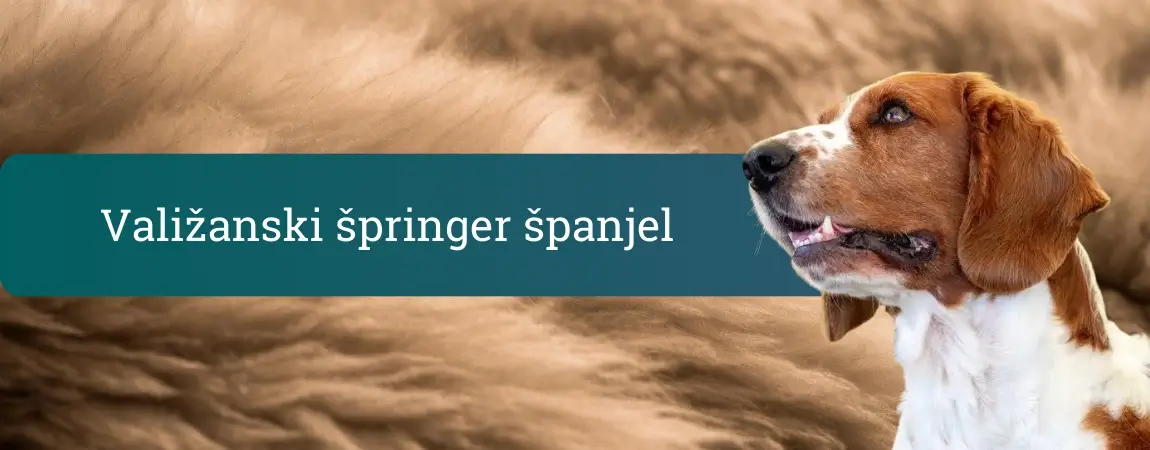 Valižanski špringer španjel, rdeče-beli španjel v profilu pred mehkim ozadjem, pozoren družinski in lovski pes