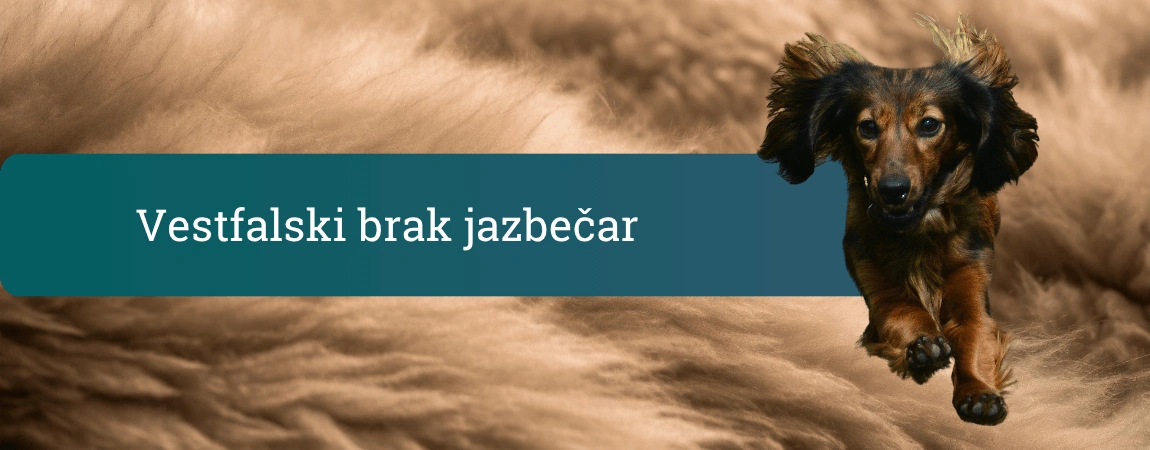 Vestfalski brak jazbečar v teku proti kameri, dolgouhi kratkonogi gonič z rjavo dlako pred mehkim kožnim ozadjem.