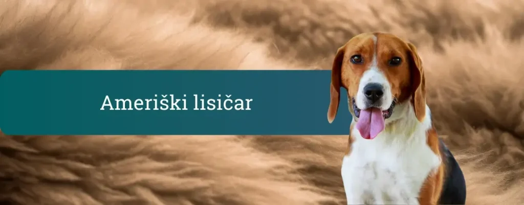 Ameriški lisičar z belorjavo-črno dlako; naslovni pas Ameriški lisičar na peščenem ozadju