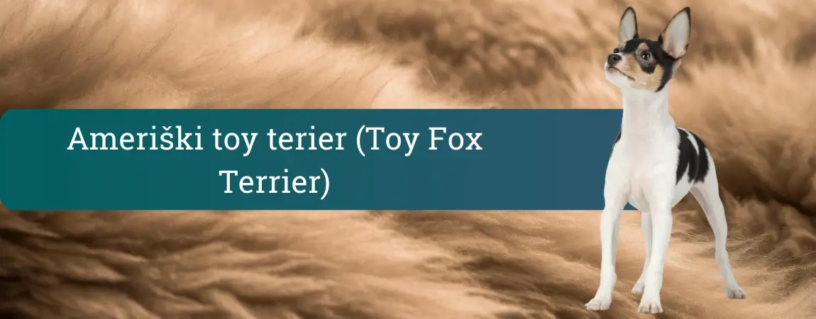 Ameriški toy terier stoji na mehkem rjavem ozadju, pokončna ušesa in pozoren izraz, majhen a eleganten kratkodlak terier.