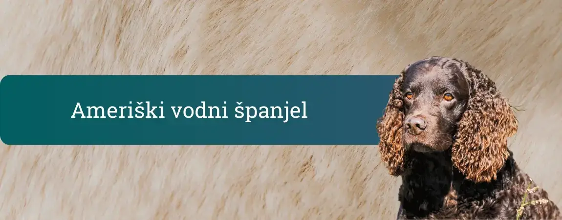 Ameriški vodni španjel s kodrasto rjavo dlako pred svetlim ozadjem in zelenim pasom z napisom pasme.