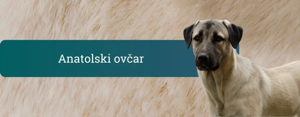 Anatolski ovčar, velik pes peščene barve s črno masko, stoji ob svetlem ozadju in pozorno zre proti kameri.