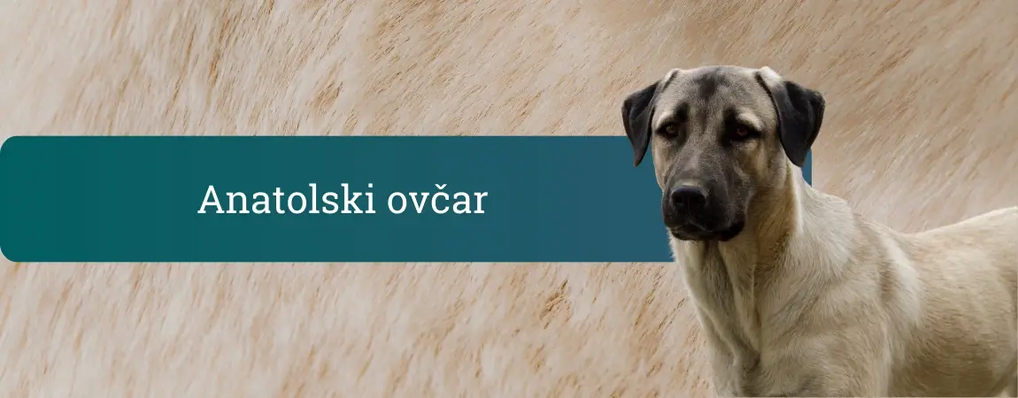 Anatolski ovčar, velik pes peščene barve s črno masko, stoji ob svetlem ozadju in pozorno zre proti kameri.