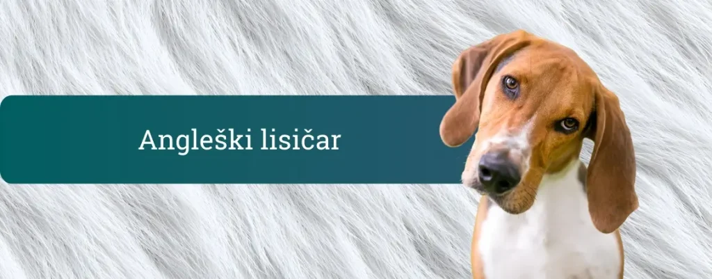 Angleški lisičar z radovedno nagnjeno glavo na svetlem ozadju kožuha.