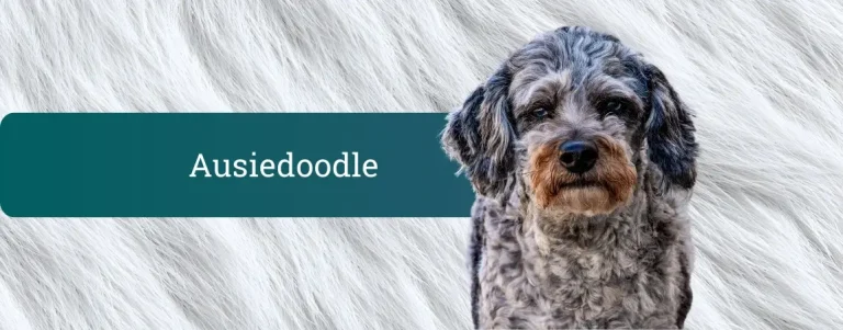 Siv, rahlo kodrast Aussiedoodle sedi pred svetlim, kosmatenim ozadjem in resno gleda v kamero.