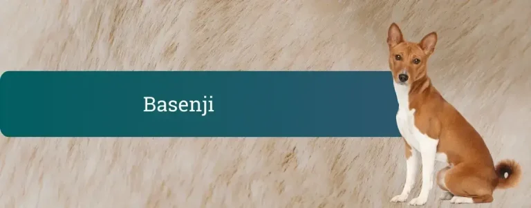 Basenji – eleganten rjavo-bel pes z zavitim repom sedi na svetli podlagi, ob strani napis Basenji.