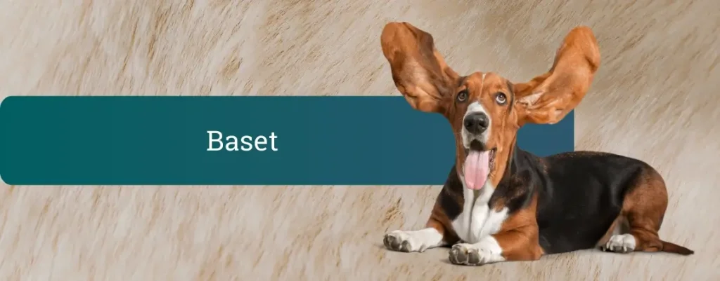 Baset hound z ogromnimi visečimi ušesi leži pred bež ozadjem, ob njem je zelen moder pas z napisom »Baset«.