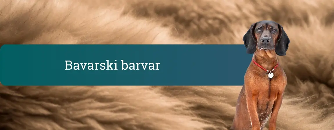 Bavarski barvar, srednje velik rjav lovski pes za sledenje, sedi na svetlem kožastem ozadju in gleda naravnost v objektiv.