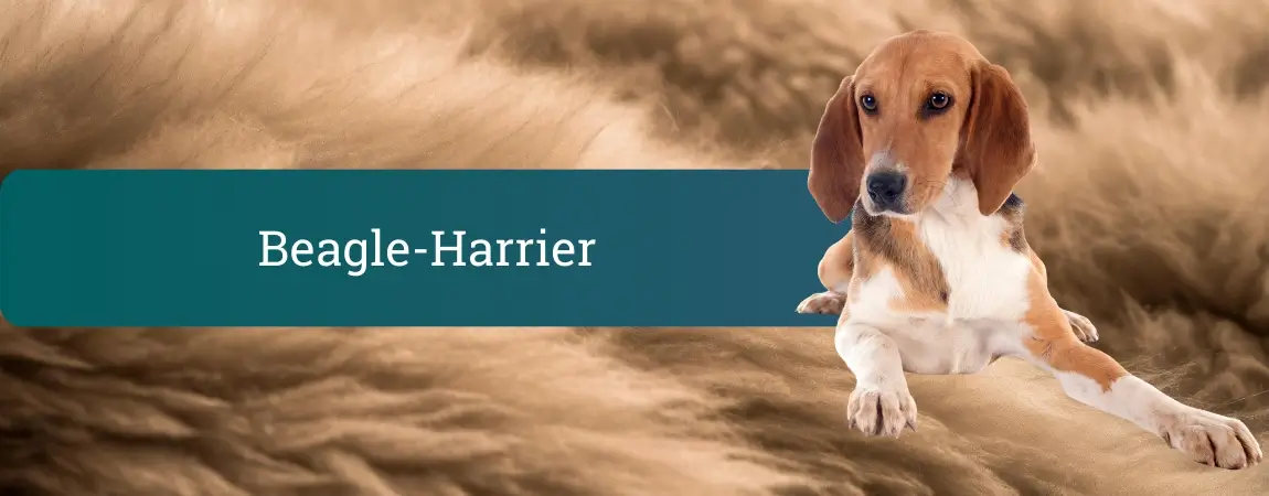 Beagle-Harrier leži na mehki rjavi podlagi, ob njem je zelen moder pas z napisom »Beagle-Harrier« v belem besedilu.