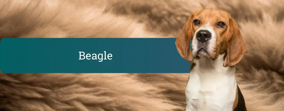 Beagle z značilnim tribarvnim kožuhom stoji pred mehkim rjavim ozadjem, ob njem je zelen moder pas z napisom Beagle.
