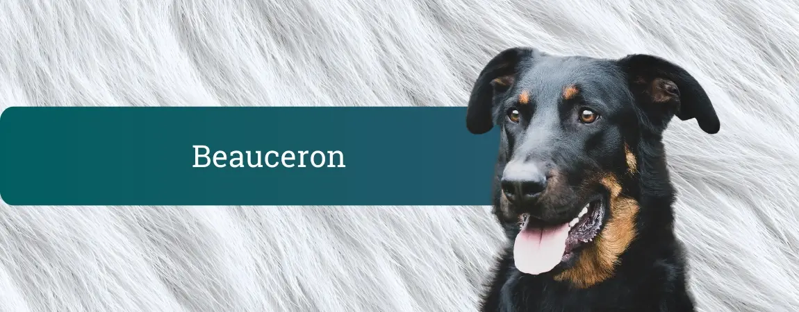 Beauceron – črno-rjav francoski ovčar z značilnimi rdečimi podkolenkami stoji pred svetlim, dlakavim ozadjem.