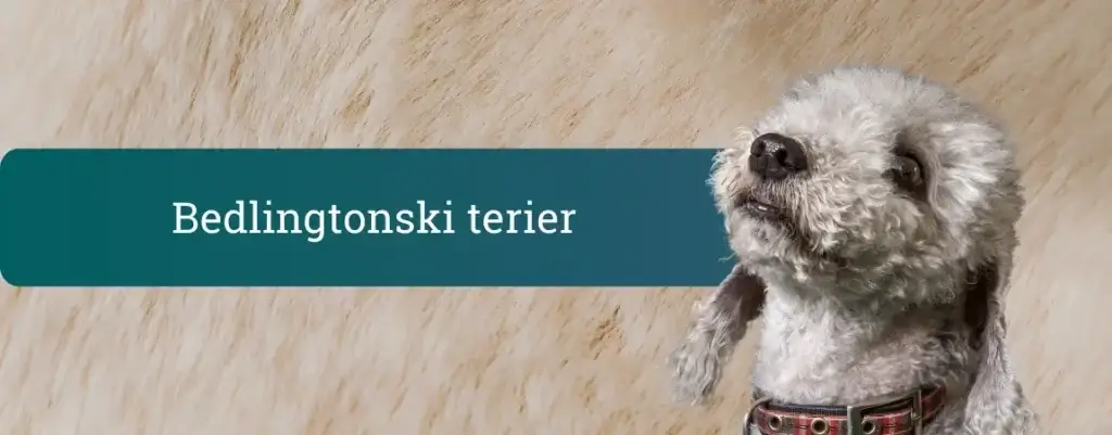 Bedlingtonski terier – siv pes z značilnim “ovčjim” videzom na naslovni pasici bloga