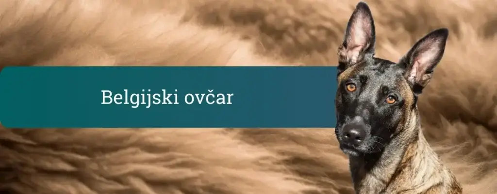 Belgijski ovčar malinois z budnim pogledom, pokončnimi ušesi in kratko progasto dlako na mehkem rjavem ozadju.