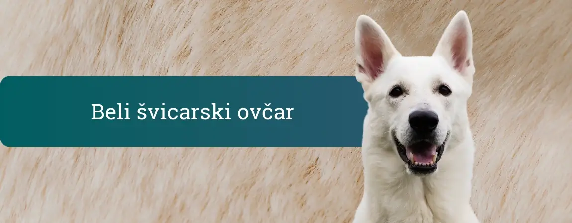 Beli švicarski ovčar pred nežnim svetlim ozadjem, pokončna ušesa, nasmejan izraz in bel kožuh – pozoren, eleganten družinski ovčar.