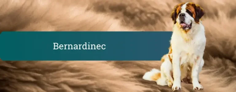 Bernardinec (Saint Bernard) – velik, miren pes na naslovni pasemski sliki z napisom “Bernardinec”