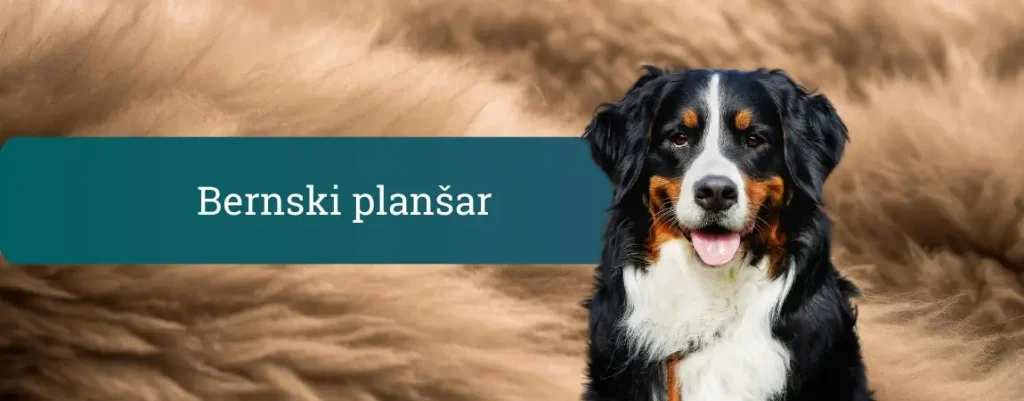 Bernski planšar stoji pred mehkim rjavim ozadjem, gleda v kamero z odprtim gobčkom in kaže svoj značilen trobarvni kožuh.