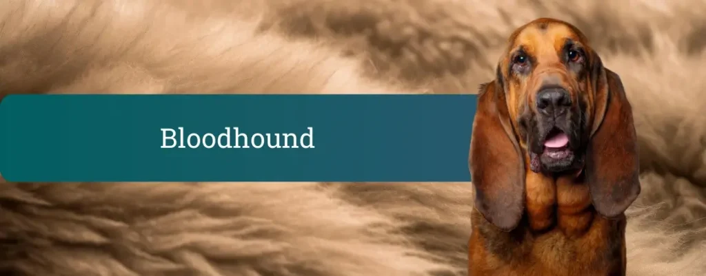 Bloodhound, sv. Hubertov pes, z dolgimi uhlji pred mehkim rjavim ozadjem pasje dlake