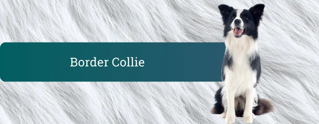 Črno-bel border collie sedi pred ozadjem v barvi pasje dlake ob napisu Border collie