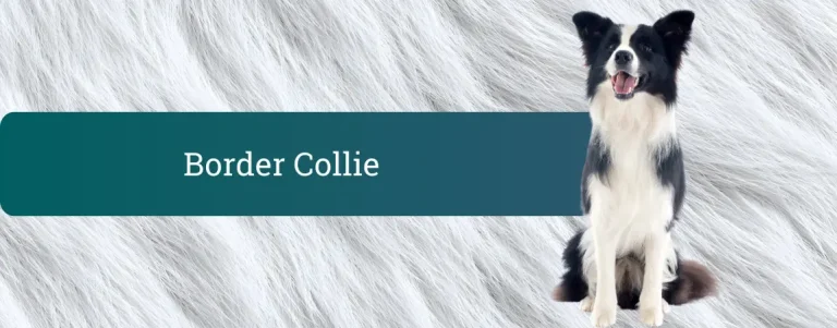 Črno-bel border collie sedi pred ozadjem v barvi pasje dlake ob napisu Border collie