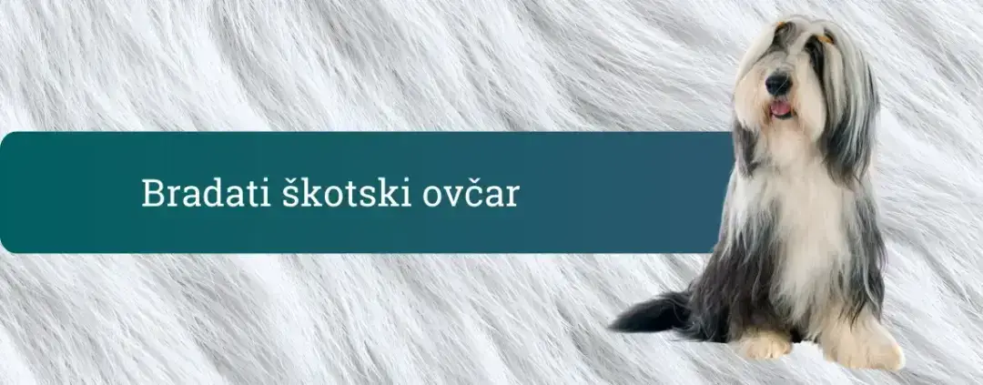 Bradati škotski ovčar (Bearded Collie) na desni strani pasovne slike, levo naslov na temno zelenem traku: “Bradati škotski ovčar”.
