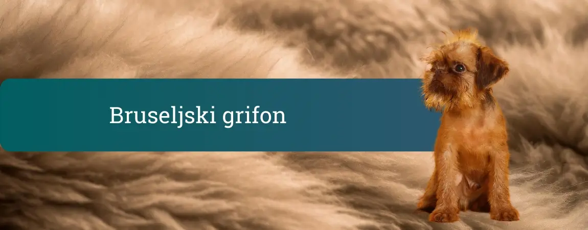 Bruseljski grifon na mehkem rjavem ozadju, majhen žimast pes z značilnim brkatim obrazom in velikimi temnimi očmi.
