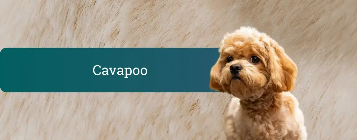 Mladiček cavapoo pred mehkim ozadjem pasje dlake in napisom Cavapoo.