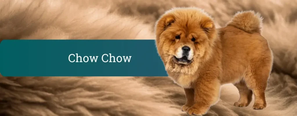 Chow chow z gosto, levjo grivo stoji na mehkem bež ozadju in ponosno gleda v kamero.