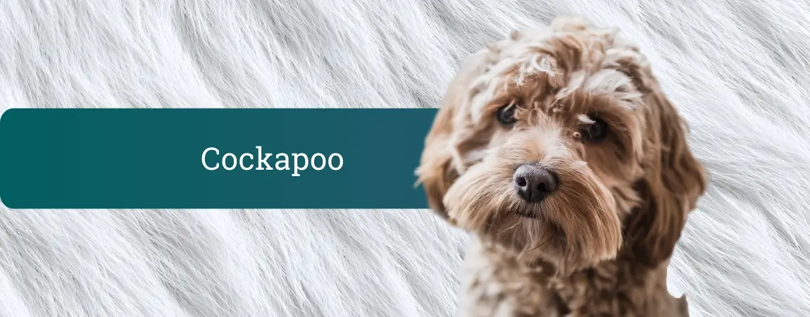 Majhen rjav cockapoo z mehko kodrasto dlako stoji pred belim kožuhastim ozadjem in gleda naravnost v fotoaparat.