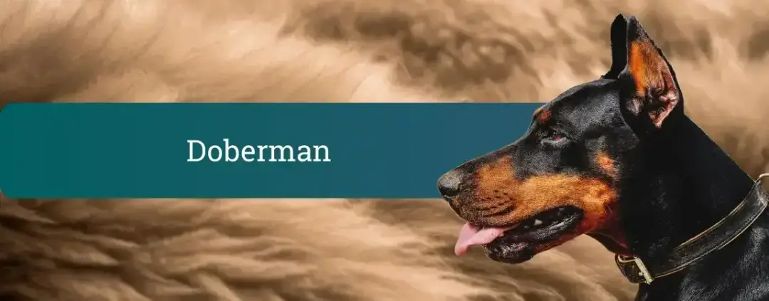 Doberman v profilu na desni strani pasovne slike, levo temno zelen trak z naslovom “Doberman”.